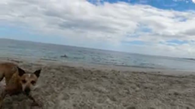 LOS CABOS MEXICO-2019: Dog Catching Ball Thrown Into Water On The Beach
