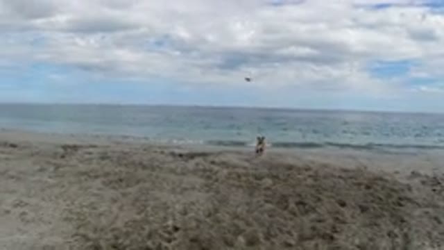 LOS CABOS MEXICO-2019: Brown Dog Playing With Frisbee On Beautiful Beach
