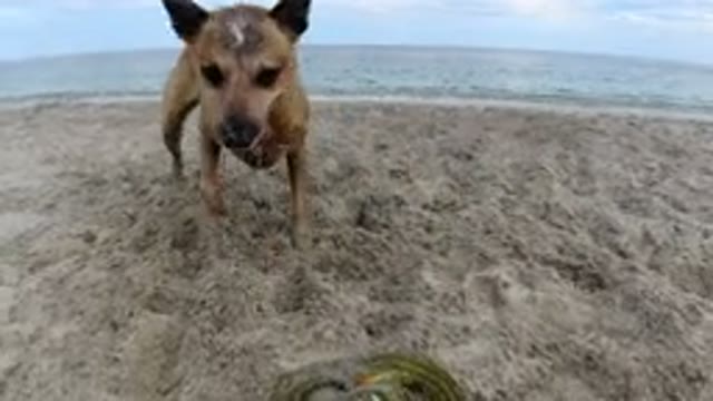 LOS CABOS MEXICO-2019: Dog Playing With Little Girl