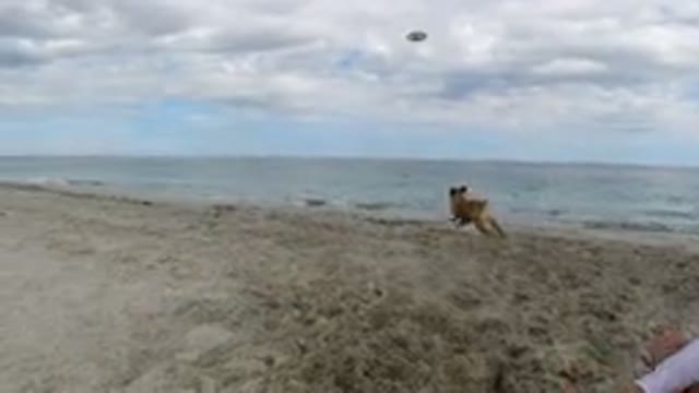 LOS CABOS MEXICO-2019: Father And Daughter Playing In The Beach With Their Dog