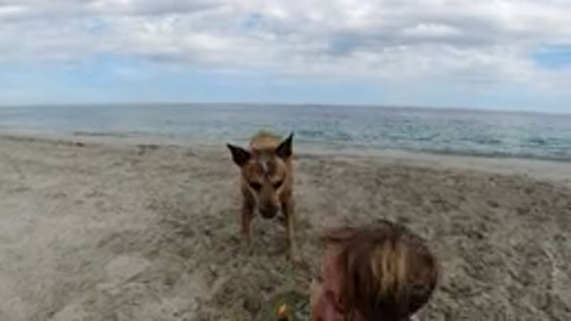 LOS CABOS MEXICO-2019: Child Girl On The Beach Playing In The Sand With Dog