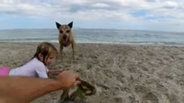 LOS CABOS MEXICO-2019: A Man And His Daughter Playing With Their Pet On A