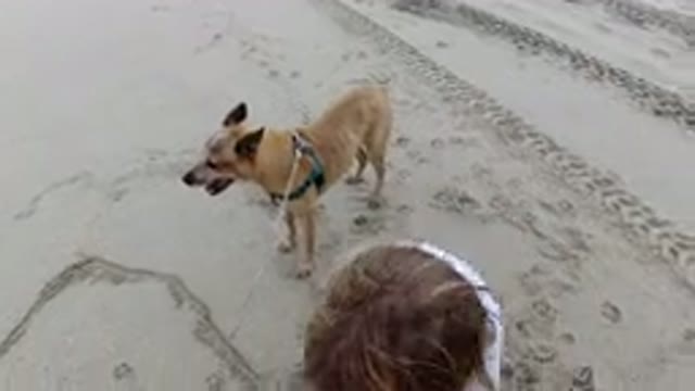 LOS CABOS MEXICO-2019: Dog Playing With Little Girl In The Sand On A Beach