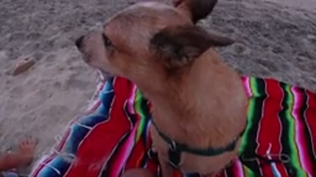LOS CABOS MEXICO-2019: A Small Nervous Dog At A Beach With Its Owner