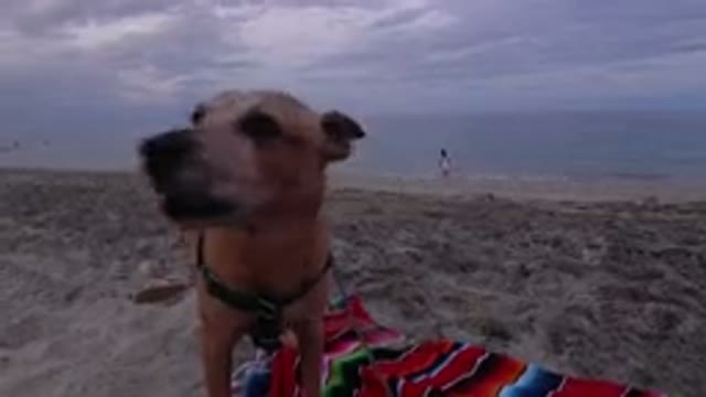 LOS CABOS MEXICO-2019: Dog Tired Of Its Owner Took Advantage That She Went Into
