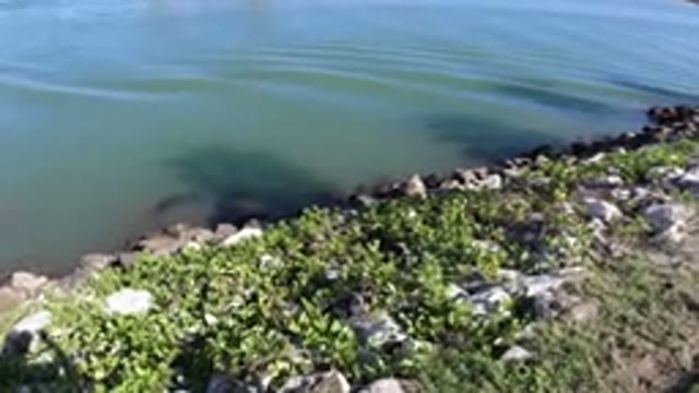 LOS CABOS MEXICO-2019: Someone Throwing Food To Feed Aquatic Animals In A Canal