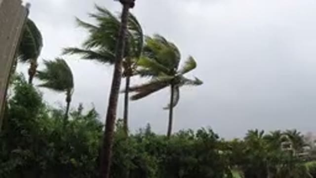 LOS CABOS MEXICO-2019: Tall Palm Trees And Small Bushes Blown By Strong Winds