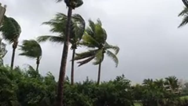 LOS CABOS MEXICO-2019: Big Palm Trees Waving Violently In A Storm In Front Of A