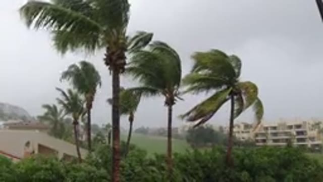 LOS CABOS MEXICO-2019: Several Palm Trees Sway During A Storm