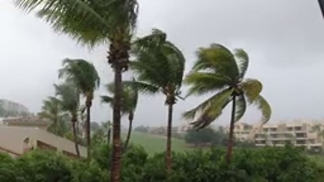 LOS CABOS MEXICO-2019: Trees Swaying Because Of Rain And Strong Wind With