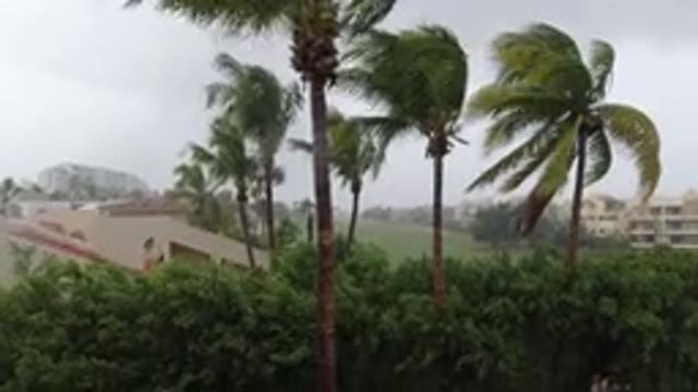 LOS CABOS MEXICO-2019: Tall Coconut Trees Swaying Hard During a Windy Day