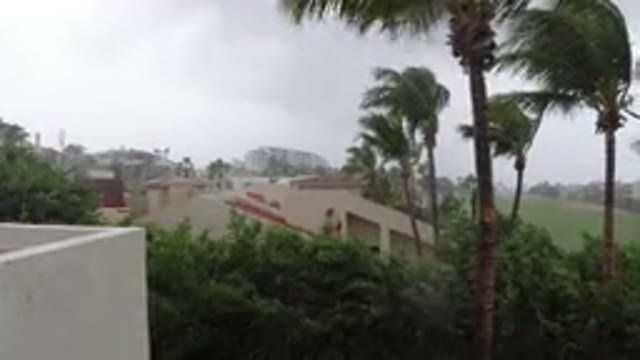 LOS CABOS MEXICO-2019: Trees Swaying Violently in Strong Wind