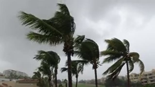 LOS CABOS MEXICO-2019: Video Of Trees Being Really Pushed Around By The Wind