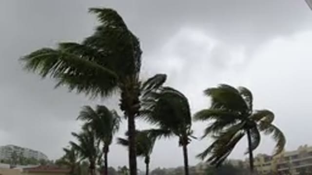 LOS CABOS MEXICO-2019: Windy Day For The Beautiful Palm Trees