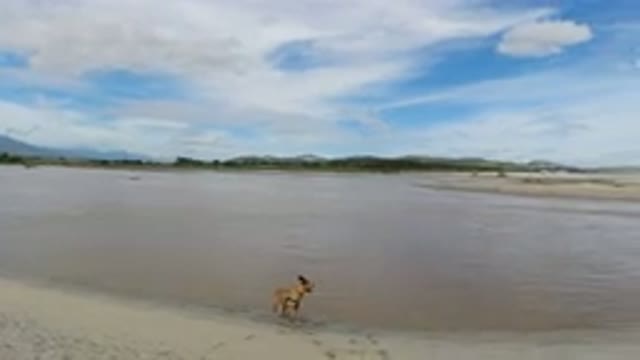LOS CABOS MEXICO-2019: A Dog Standing at a Lake-Like Water Area