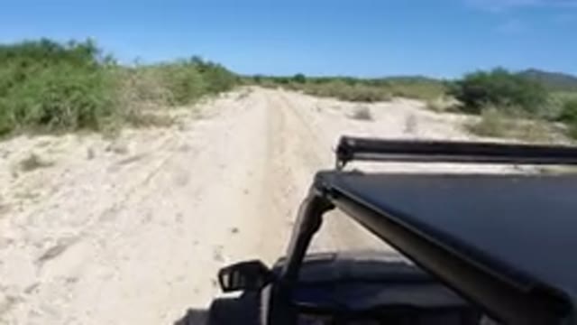 LOS CABOS MEXICO-2019: Peaceful Single Road Track With Tall Trees Around