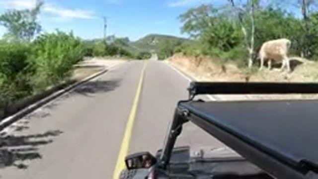 LOS CABOS MEXICO-2019: Vehicle Moves Down Two Lane Road Past Two Cows Plants And Shrubs