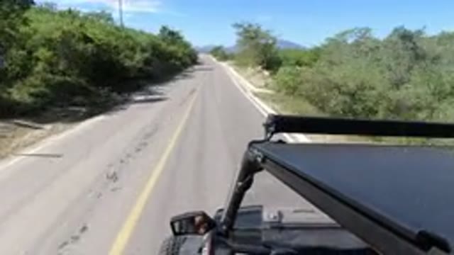 LOS CABOS MEXICO-2019: Tall Green Trees Line the Road as He Drives