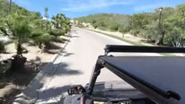 LOS CABOS MEXICO-2019: Vehicles Moving Both Side Roads Trees Planted Edge