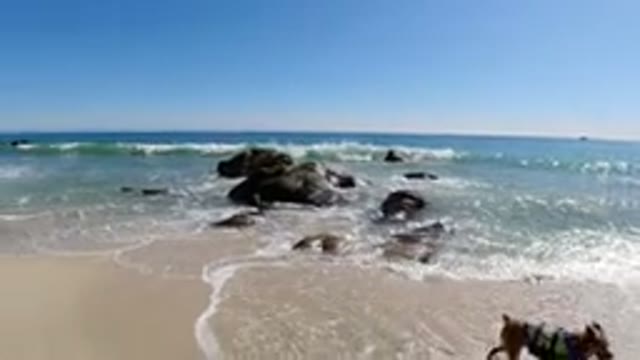 LOS CABOS MEXICO-2019: A Dog Plays in the Waves on the Beach