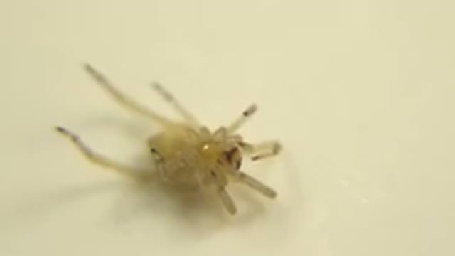 A Spider With Broken Front Legs Trying To Move Slowly