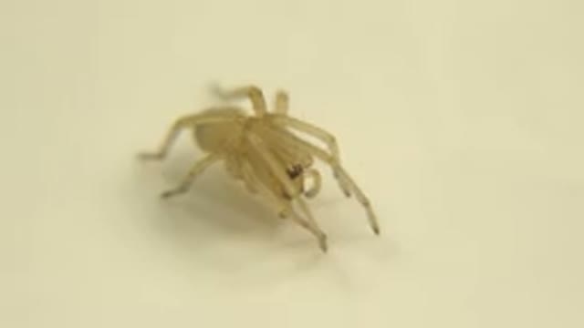 A White Bug Of Some Sort Looks Like A Spider