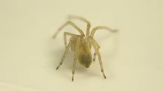 SWranglery Species That Is Standing On The Desk