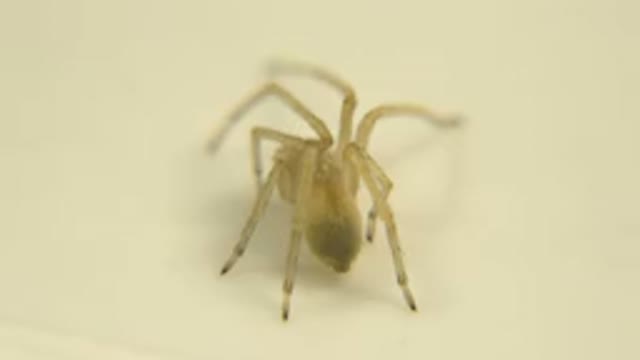Eight Legged Insect With Pale Color Standing On The Floor