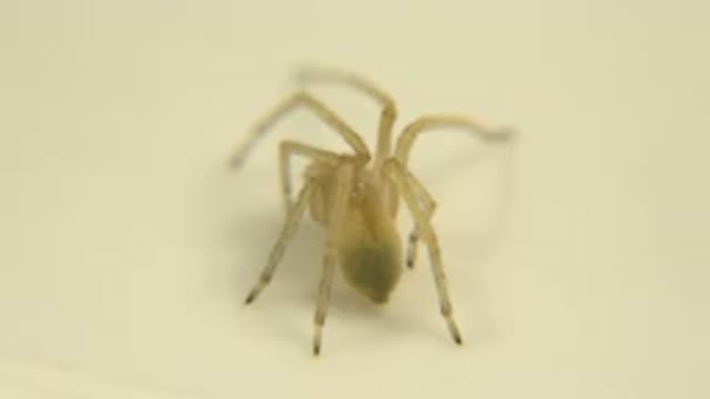 A View Of A White Bug With Multiple Legs Looks Like A Spider