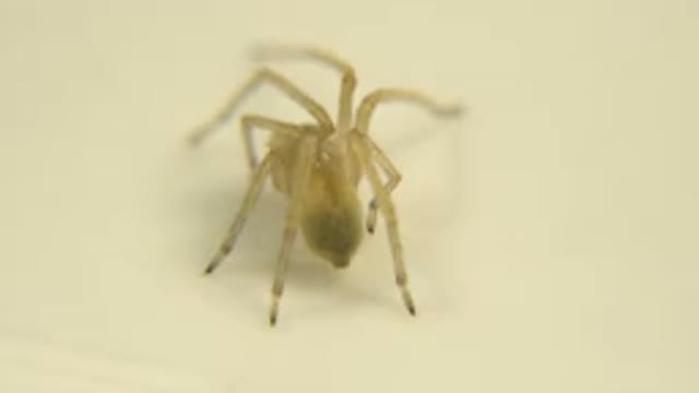 A Species That Is Standing On The Wall