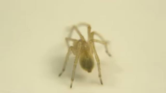 Out Of Focus Brown Spider Standing Still With One Leg Wiggling
