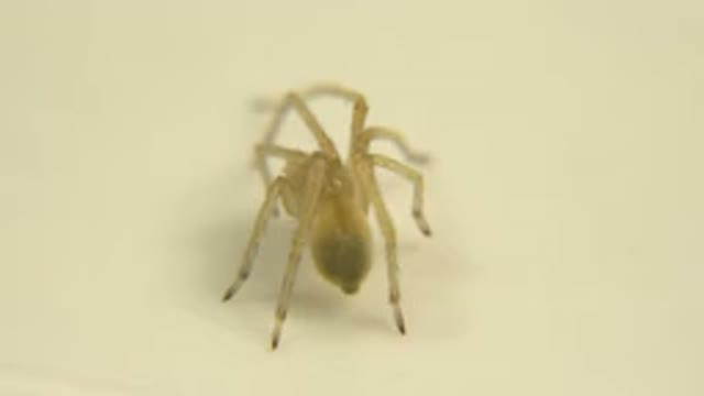 Closeup Video Of A Small White Spider Eating Its Food Slowly Without Focus