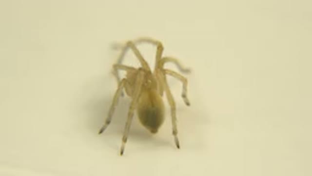 Spider Sleeping With A Twitchy Leg