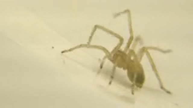 A Small Spider Walking Across A White Color Surface