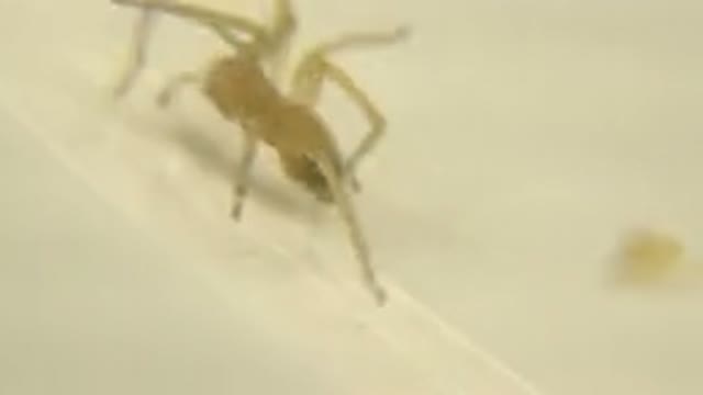 Two Spiders Creeping Around On A Surface While They Are Brown