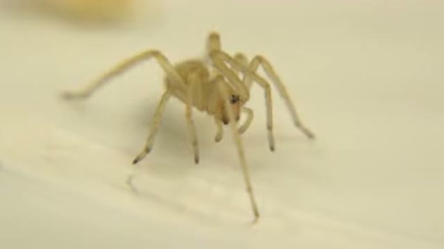 A Small White Spider Stands Still On A White Background