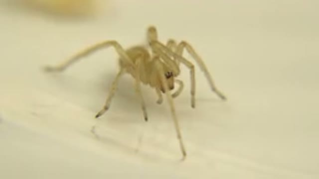 Live Pale Spider Looks Trapped And Barely Moves