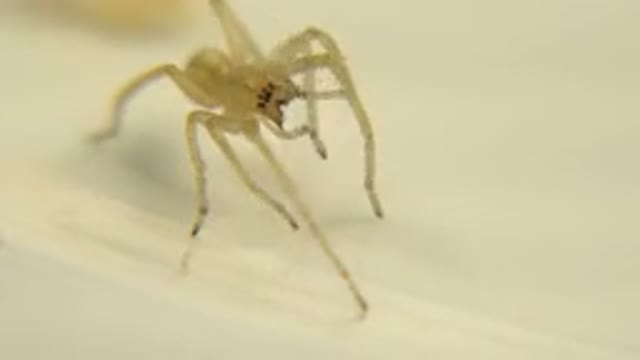 Small White Spider Stands Still