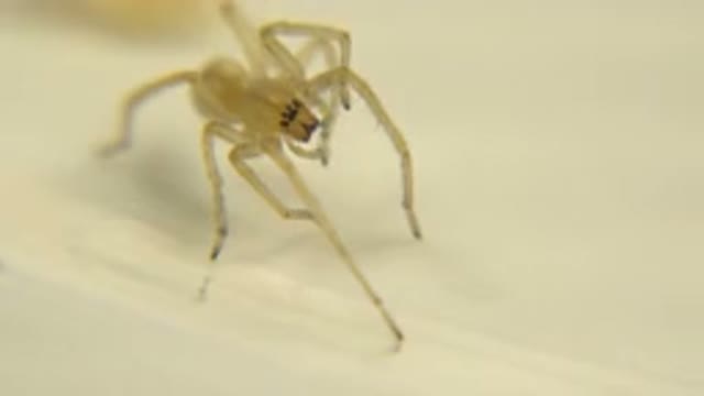 Spider Standing On Wooden Surface Doing Something That Only Specialists Can