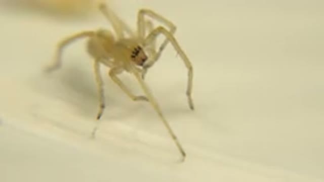 Clear But Somewhat Yellow Spider Stands On Surface