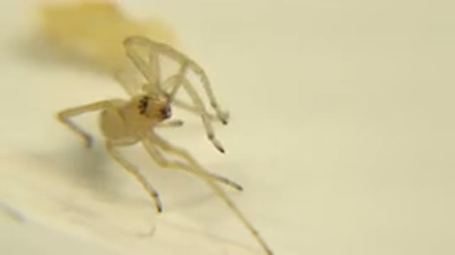 A View Of White Bug With Multiple Legs On A White Surface