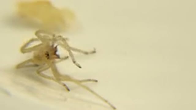 Eight Legged Insect Moving Legs Toward Mouth As Though Eating