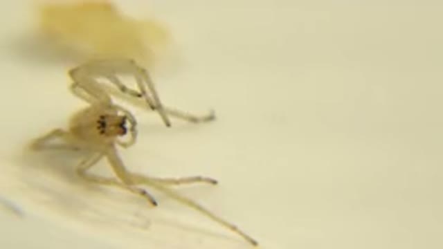 How A Spider Tries To Eat With It's Two Hands