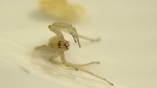 A Light Brown Spider Under Microscopic View Moves Its Legs And Fangs As The