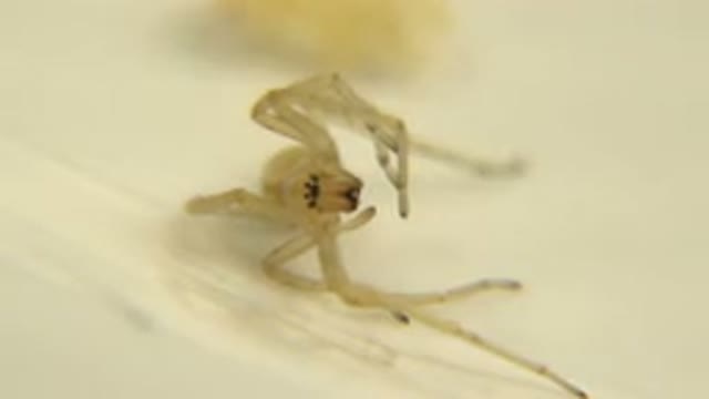 A Tiny Spider Cleaning Its Fangs While Sitting In A Slanted Position