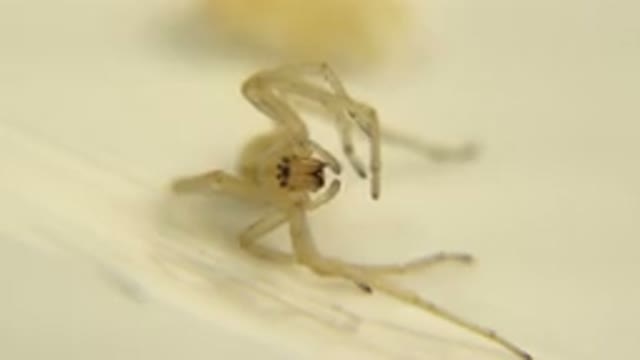 White Spider Moving His Legs And Tongs On A White Surface