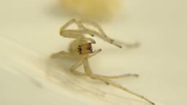 The Bug Is Moving Might Be Cleaning Itself Bug Is White Clear