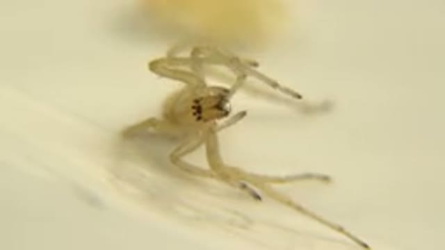 Albino Spider Lying On Its Side Chewing On Its Own Leg