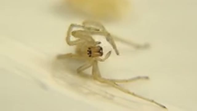 A View Of A White Bug With Multiple Legs Moving