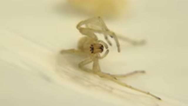 Wind Moves Feet Of A White Dead Spider